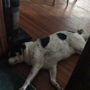 Meet your Posher, Rodney